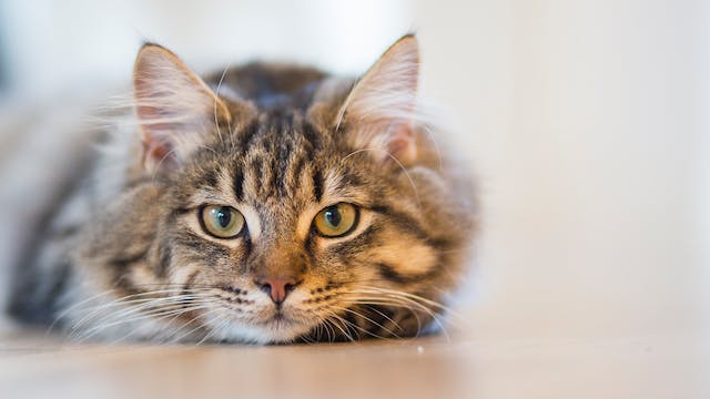 silver-tabby-cat-lying-on-brown-wooden-surface